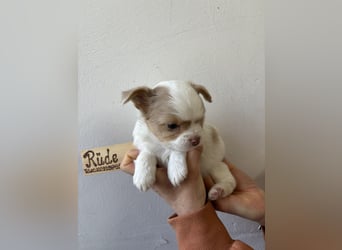 Chihuahua Langhaar Welpen ab Mitte Mai abzugeben