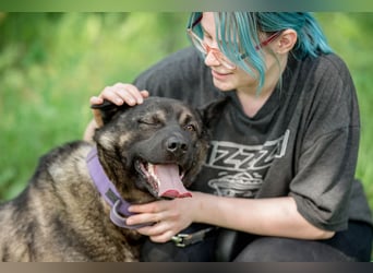Aquila, der perfekte Hund mit besonderen Bedürfnissen sucht eine Familie