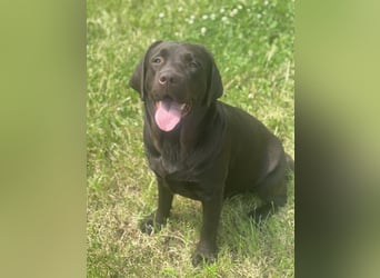 Wurfankündigung für August von reinrassig braunen Labrador Retrieverwelpen mit AT