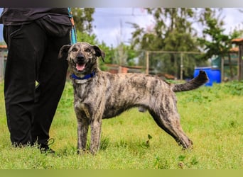 Benito, Mix Labrador / Rafeiro Alentejano, lieb und sozial