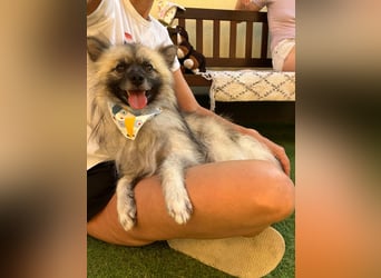 Stitch SR – kleiner Überlebenskämpfer sucht sein Happy End
