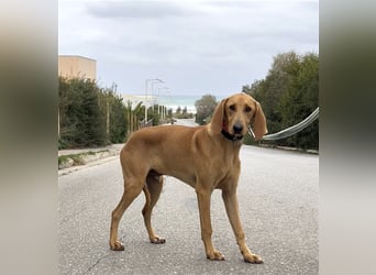 Schenkst du Simba ein Zuhause?