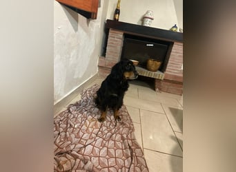 Arthur sucht sein für immer Zuhause