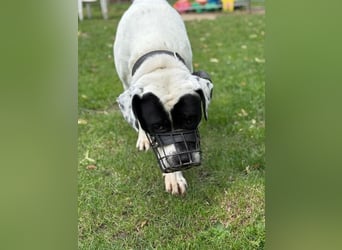 Vermittlungshilfe für Snoopy