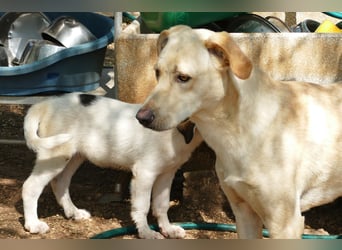 lieber Balu ist auf der Suche nach seinem Zuhause