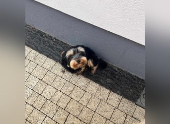 Oscar
