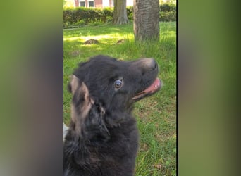 Auszug..Aussiedor F1 Familien und Therapiehund Labrador x Australien Shepherd