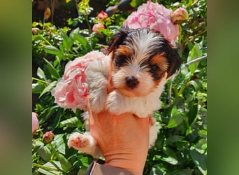 Biewer Yorkshire Terrier, Welpe,Rüde, reinrassig sehr selten