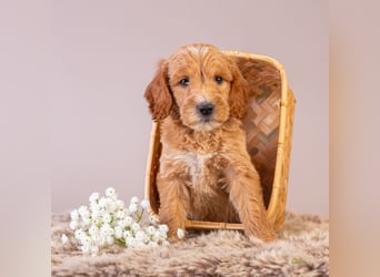 GoldenDoodle - medium mit welligem - lockigem Fell