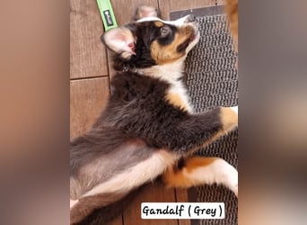 Australian Shepherd Welpen bald abgabebereit!