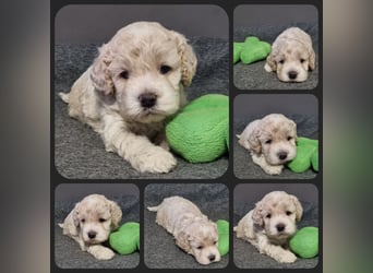 Cockapoo ! Bezaubernde Welpen aus langjähriger, bewährter u. überprüfter Haus/Familienaufzucht.
