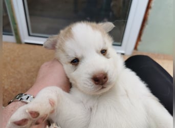 Husky Welpen 3 Rüden suchen ein Zuhause ab Mai