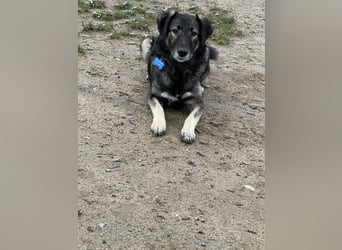 ♥ALITA♥ Pflegestelle dringend gesucht - wunderschöne, aufgeschlossene Herdenschutz-Mix-Hündin 59 cm