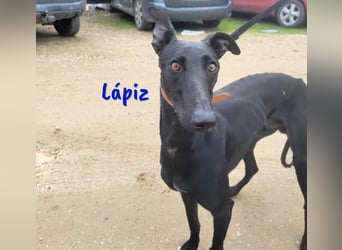 Lápiz 09/2023 (ESP) - freundlicher und athletischer, hübscher Galgo!