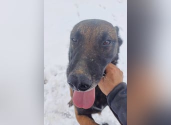 Leon: Malinois-Fans aufgepasst!