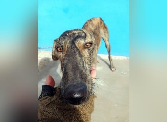 SUGUS - bezaubernder Rauhaargalgo!
