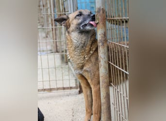Kuckuck, zauberhafte NISHA sucht liebevolle Familie