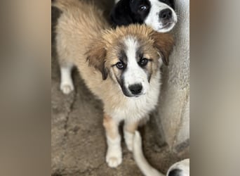 Zarina, geb. ca. 01/2025, lebt in GRIECHENLAND, im städt. Tierheim Serres