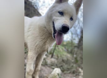 Moon - schneeweißer Husky