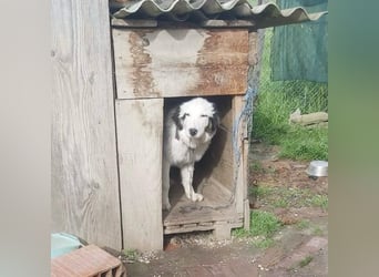 Thor verurteilt auf ein Leben an der Kette