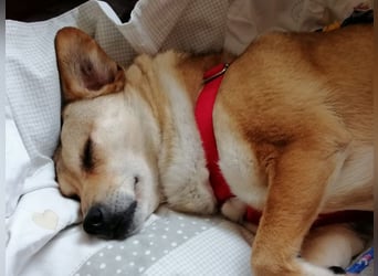 ♥ADELE♥ auf Pflegestelle bei Köln - süße kleine, noch etwas vorsichtige Hündin 41 cm