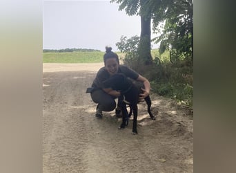 Agora,unaufdringlicher Staffi sucht seine Menschen in NL/CH/A oderSWE
