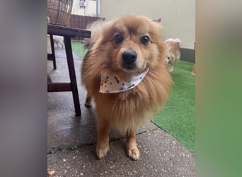 Charlie SR - Süßer Schatz sucht liebevolles Zuhause!