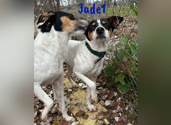 Jade1 04/2022 (ESP) - menschenbezogener, kleiner Ratonero Bodeguero Andaluz!
