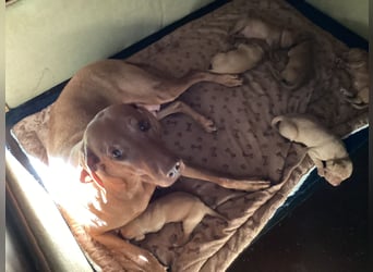 Magyar Vizsla Welpen