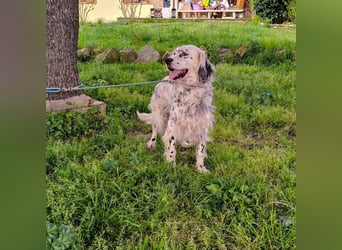 Ursula - freundliches, wunderschönes  Settermädchen