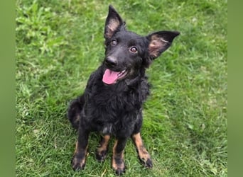 LARA ist ein verspieltes Hundemädchen