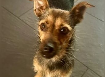 Bezaubernde GILDA-lustig,zuckersüß,voller Lebensfreude,lieb, neugierig sucht ihr "Für-immer-Zuhause"