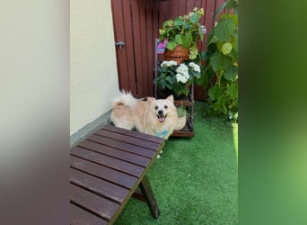 Biscuit SR – junger Herzensbrecher sucht liebevolles Zuhause
