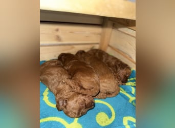 Kleine Toy Pudel rot braun (asiatische Linie)