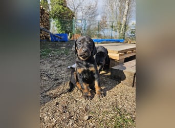 SSB Welpen,  Bracken Welpen