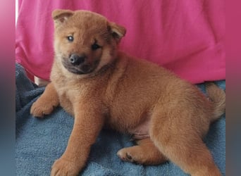 Reinrassige Shiba Inu Welpen
