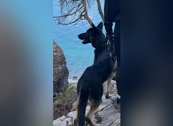 Liebenswerter, intelligenter Schäferhund sucht sein für-immer zu Hause