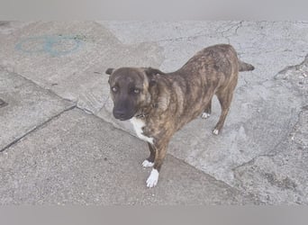 Bin ich ein Malinois Mix Mädel?