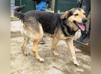 MATTES, Rüde, knapp 7 Jahre, 54cm, Mischling, Tierschutz
