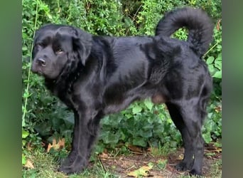 Sherlock sucht DRINGEND neues Zuhause für immer