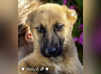 Drei wunderschöne Schäferhundmischlinge suchen ein Zuhause