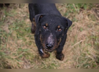 VIKTOR - der Terrier-Mix Rüde träumt von tollen Abenteuern mit seiner eigenen Familie!