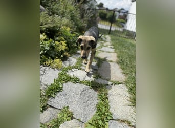 Don, Herzensbrecher sucht sein Zuhause, PS in 94078 Freyung