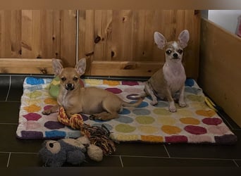 Disney Chihuahuarüde 2-fach geimpft sucht DICH auf Lebenszeit!