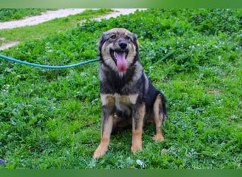 Roslyn, Mix Collie / Schäferhund, lieb und verträglich