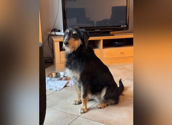 ♥PENNY♥ neu auf Pflegestelle in Köln - süße, anfangs noch vorsichtige Hündin 53 cm