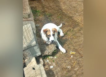 Ayla, Welpenmädchen möchte zu Dir kommen