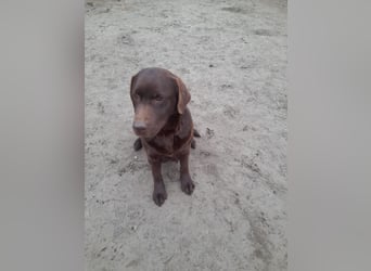 Labrador Welpen schokobraun reinrassig