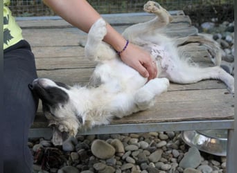Gut gelaunter FRITZI ist ein charmanter und lustiger Hundebub