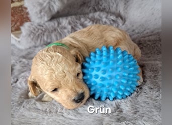 Maltipoo Welpen